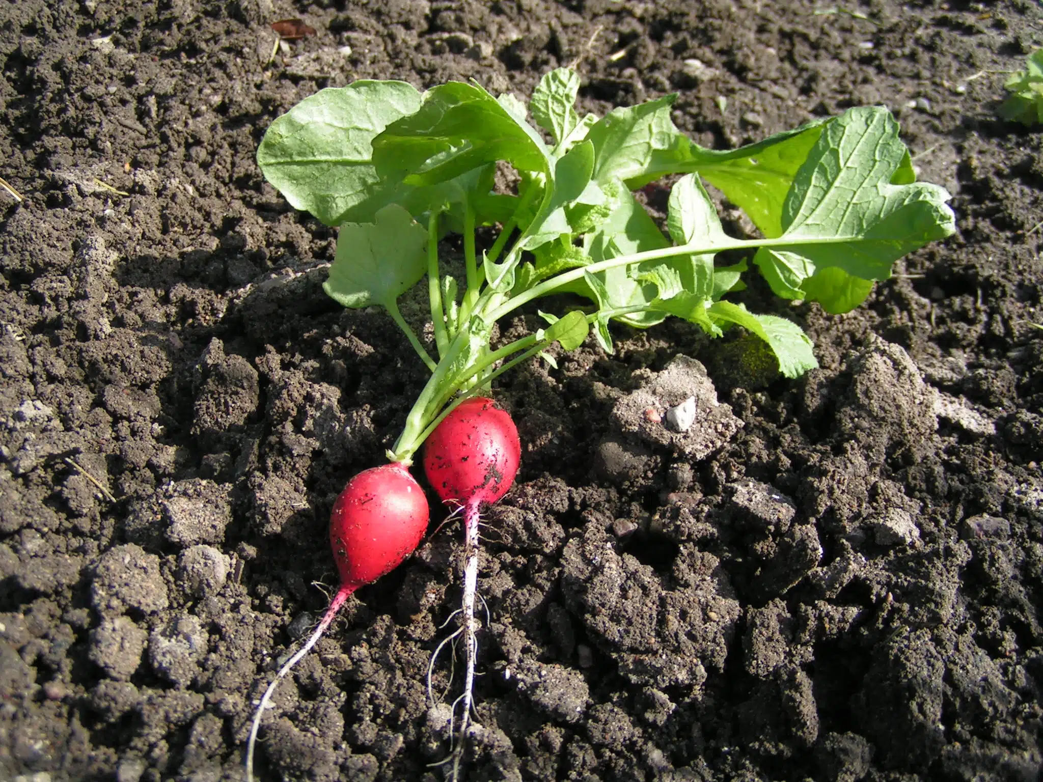 Planter des radis pendant 18 jours 