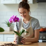 Femme rempotant une orchidée Phalaenopsis dans un pot transparent à la maison, avec de l'écorce et de la tourbe sur une table en bois