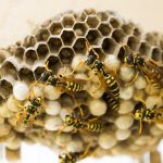Tout ce que vous devez savoir sur les nids de guêpes...